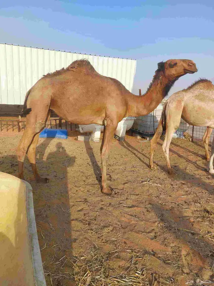 بكره دبيانيه لقحه علي بعير طيب لها6شهور عليهاسوم7500 1