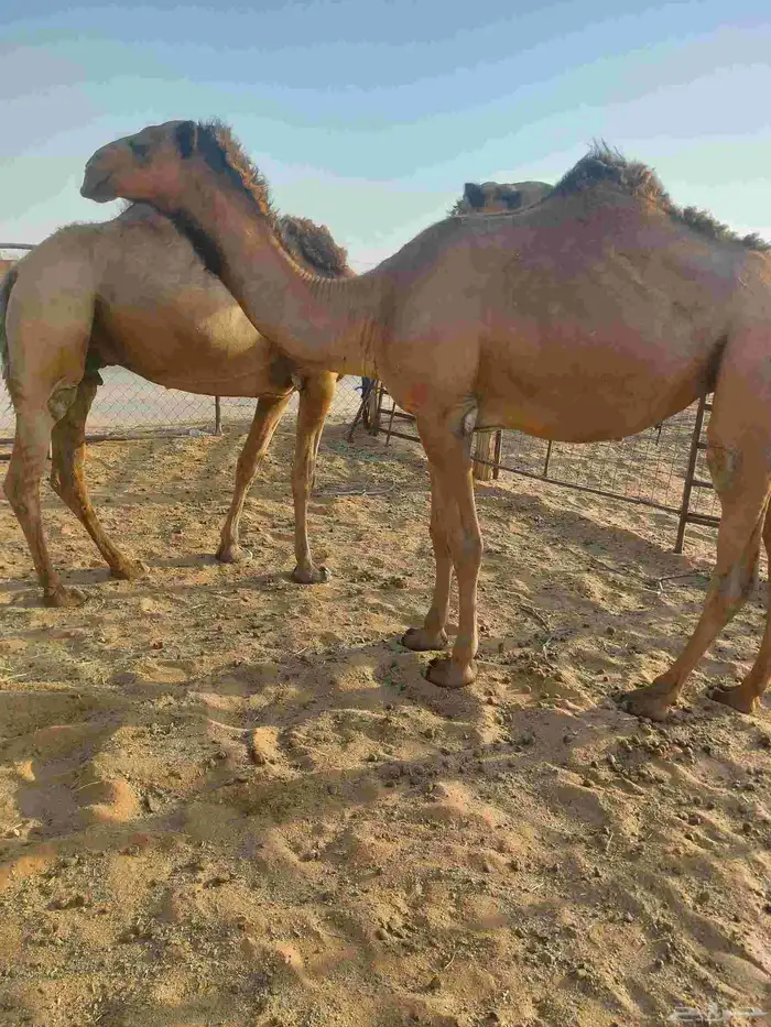 بكره دبيانيه لقحه علي بعير طيب لها6شهور عليهاسوم7500 0
