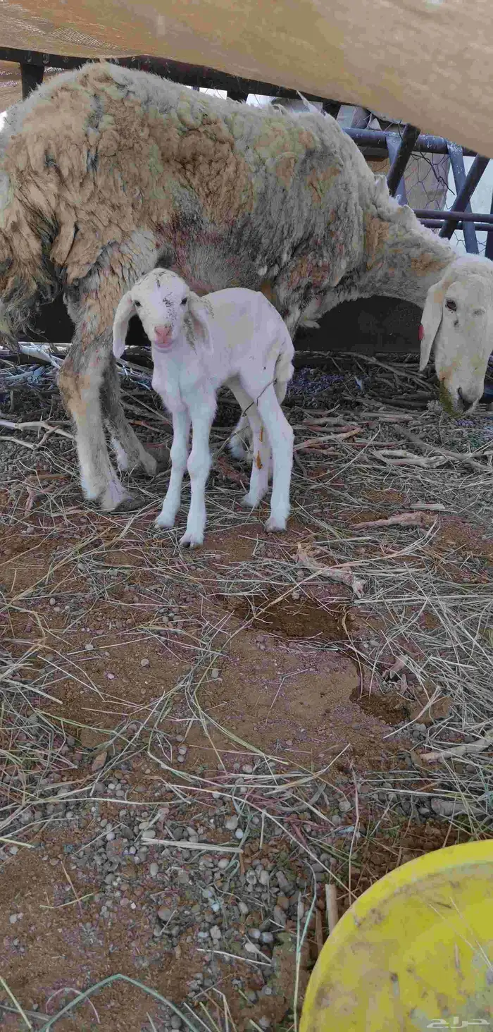 داغور دواغير رخله -تم البيع- 1