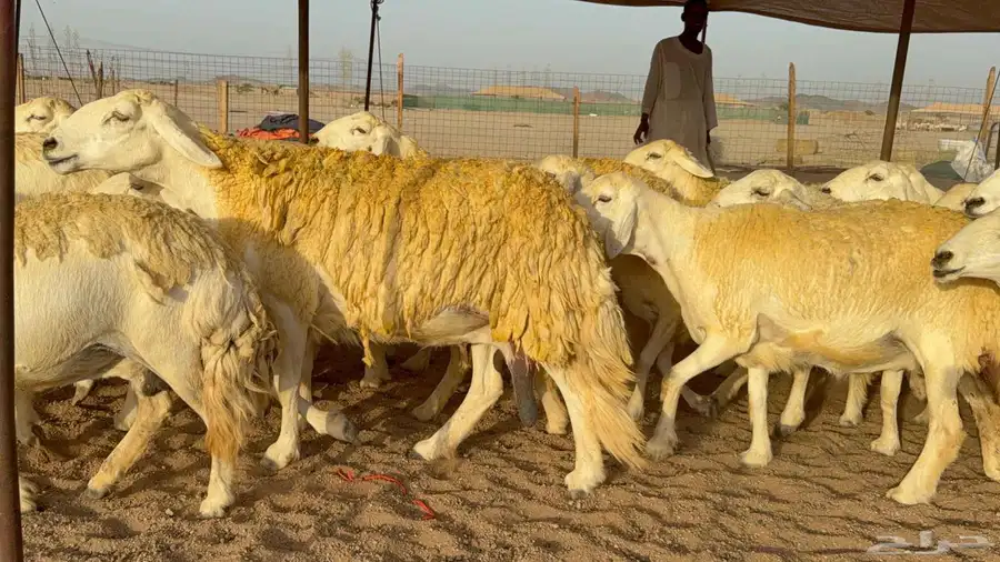 غنم حريات صنف الصنف 1