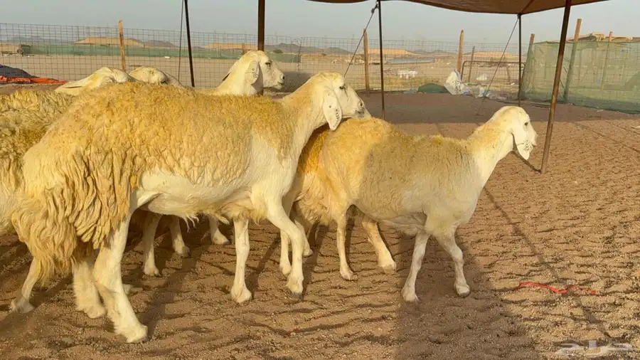 غنم حريات صنف الصنف 4