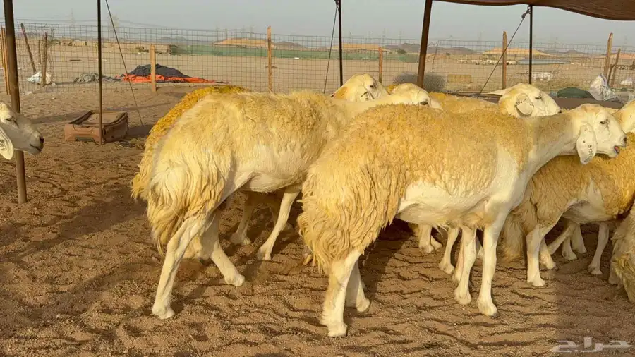 غنم حريات صنف الصنف 8