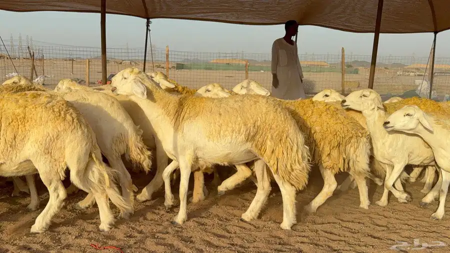 غنم حريات صنف الصنف 6