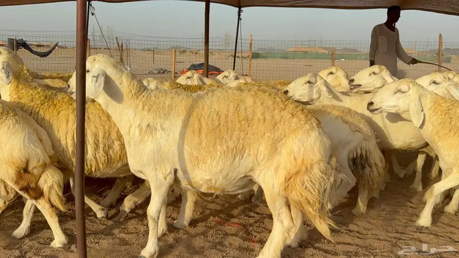 غنم حريات صنف الصنف 5