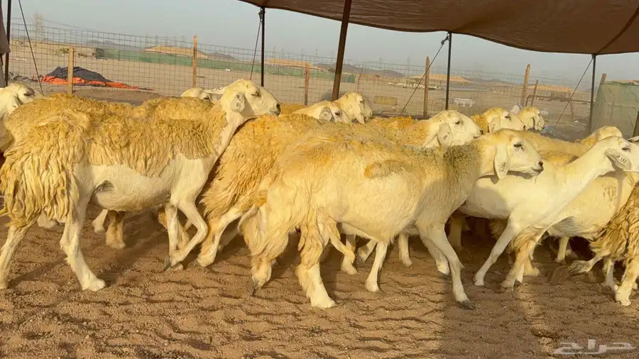 غنم حريات صنف الصنف 2