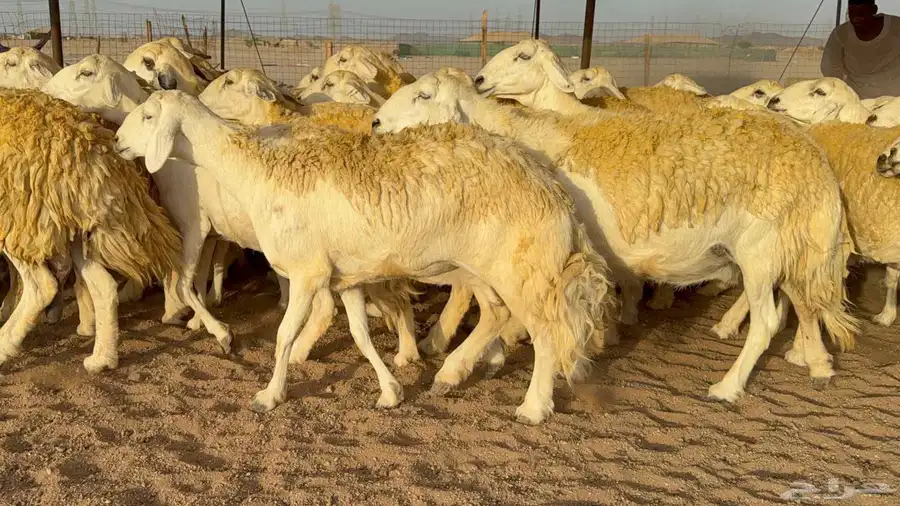 غنم حريات صنف الصنف 0