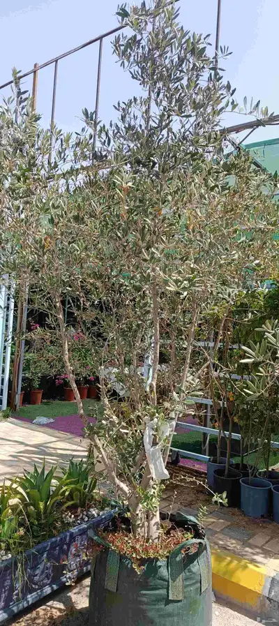 مزرع ابويوسف 3