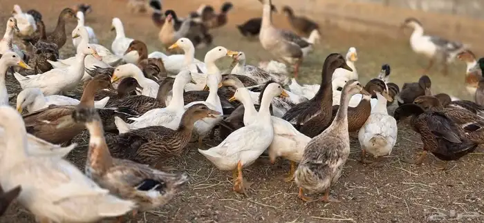 بط بكيني بط خضيري وز عراقي بط شرشري 9