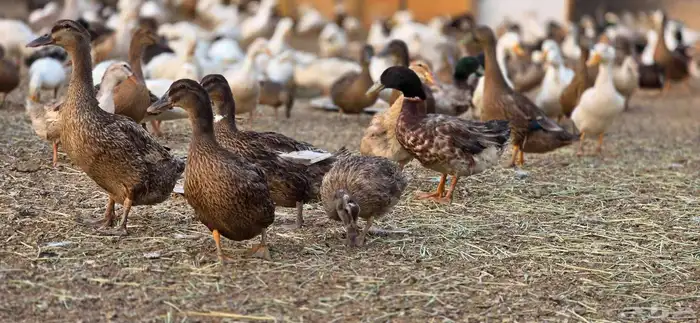 بط بكيني بط خضيري وز عراقي بط شرشري 0