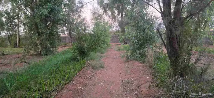 إستراحة للإيجار 9