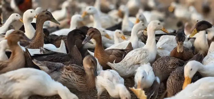 بط بكيني بط خضيري وز عراقي بط شرشري 5