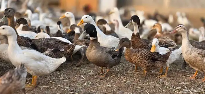 بط بكيني بط خضيري وز عراقي بط شرشري 6