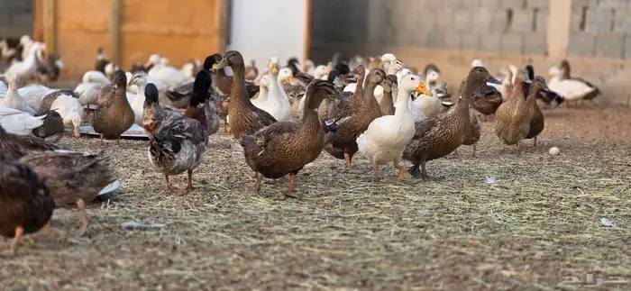 بط بكيني بط خضيري وز عراقي بط شرشري 1