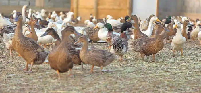 بط بكيني بط خضيري وز عراقي بط شرشري 2