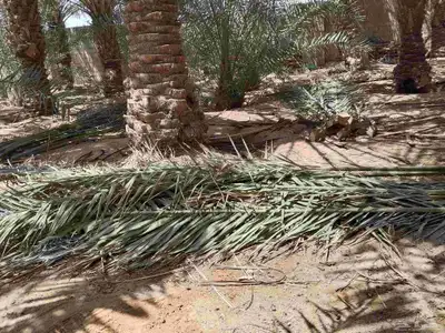 يوجد جريد 3