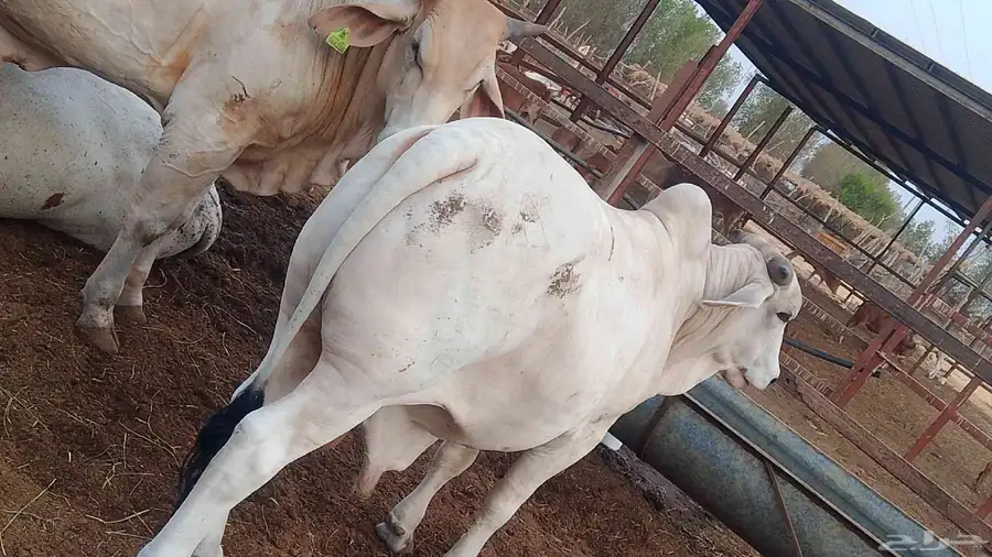 معنا عجل بلدي رقم واحد.و معانا خبشه جاموس رقم واحد 8