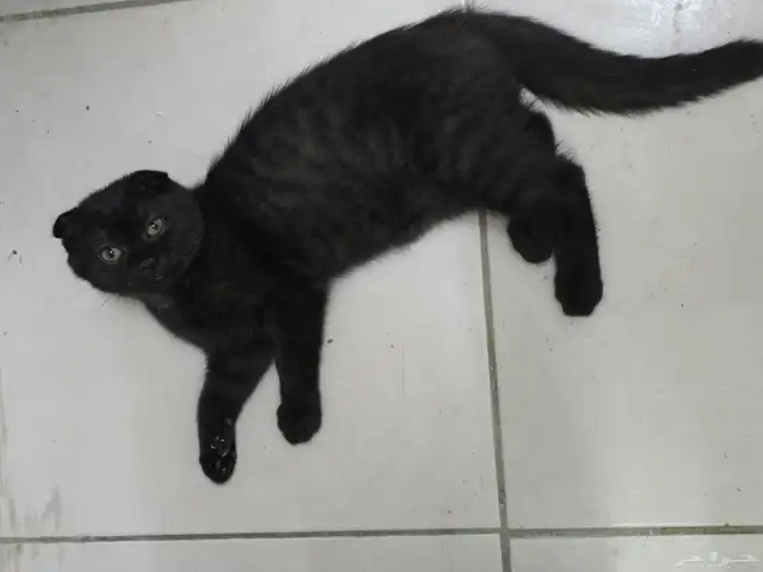 كيتن سكوتش فولد تربل 1