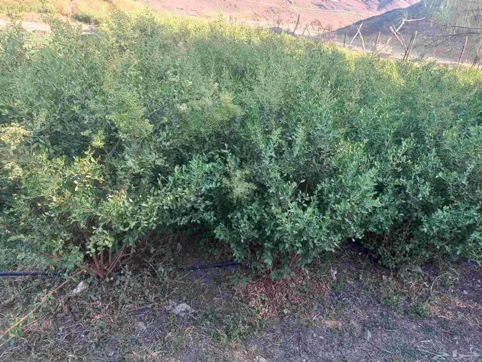 طن حناء ينبع 1000كيلو مطحون جمله 2