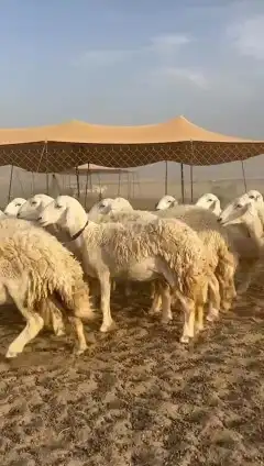 رخال حريات جدعان وتنايه ورباع صنف الصنف عددها 15 0