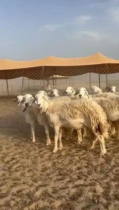 رخال حريات جدعان وتنايه ورباع صنف الصنف عددها 15 3