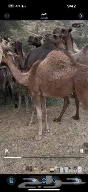 ثلاث بكار وحده 6اشهر وثنتين 4 اشهر 1