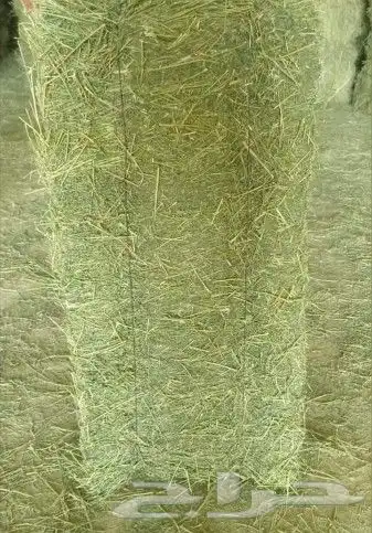 برسيم جوندير ولفات رودس 2