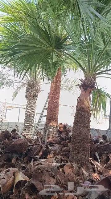 مشتل زراعي بالدمام 11