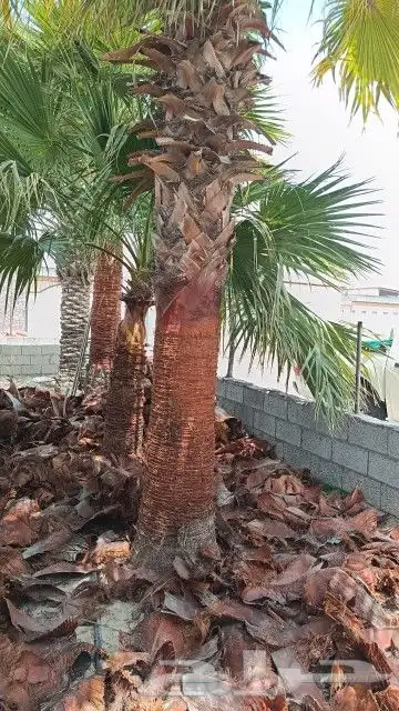 مشتل زراعي بالدمام 10