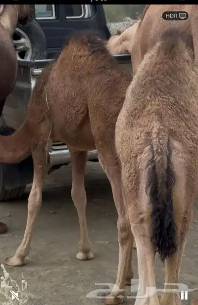 ثلاث بكار وحده 6اشهر وثنتين 4 اشهر 0