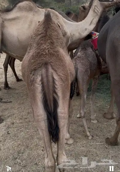 ثلاث بكار وحده 6اشهر وثنتين 4 اشهر 2