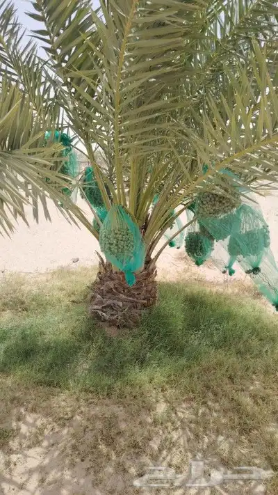 مشتل زراعي بالدمام 5