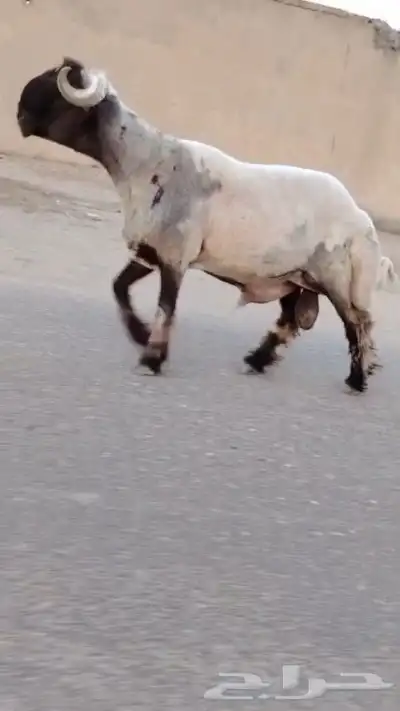 فحل نعيم صنف للبيع 3