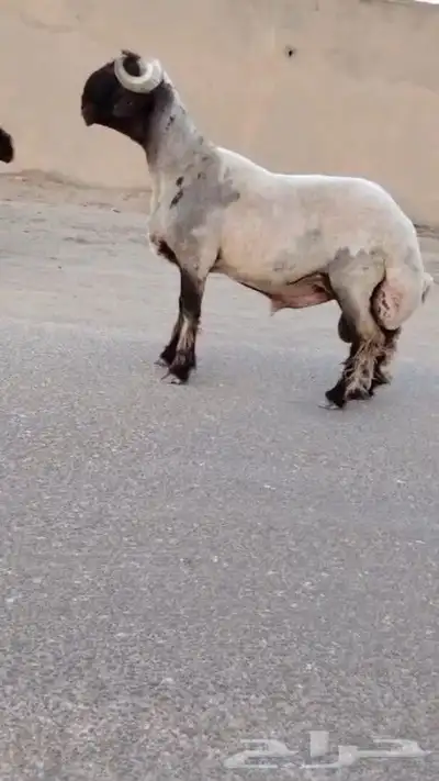 فحل نعيم صنف للبيع 1