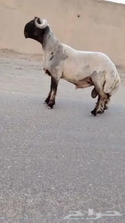 فحل نعيم صنف للبيع 2