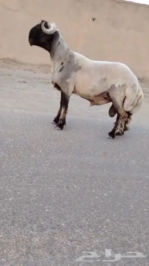 فحل نعيم صنف للبيع 2