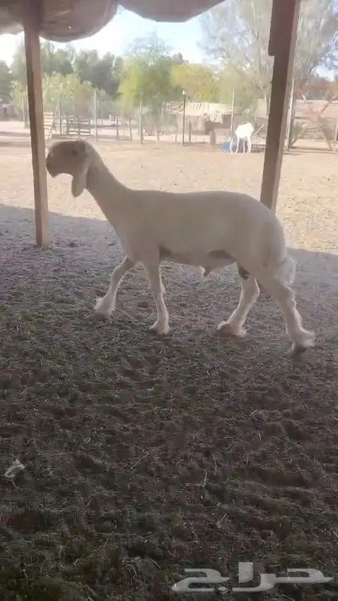 طلي نجدي ابيض 1