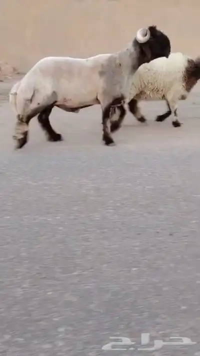 فحل نعيم صنف للبيع 0