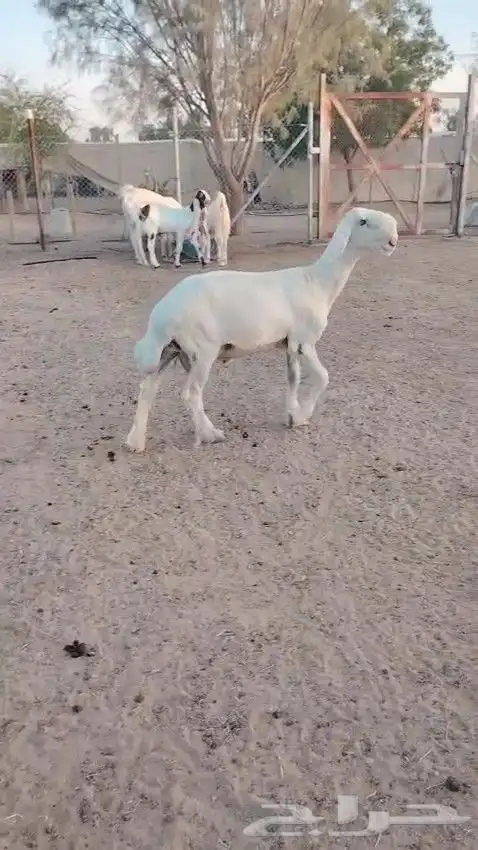 طلي نجدي ابيض 4