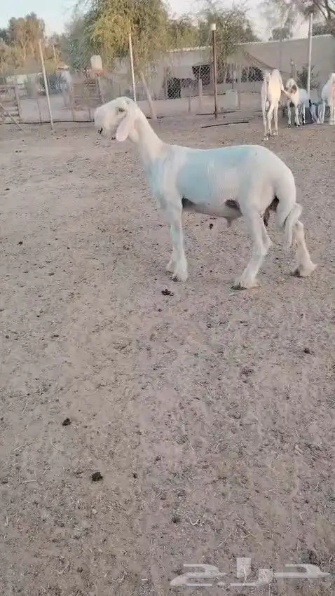 طلي نجدي ابيض 3