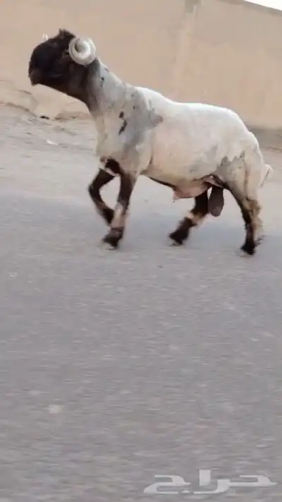 فحل نعيم صنف للبيع 5