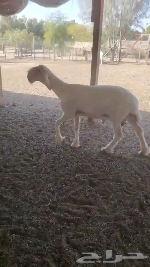 طلي نجدي ابيض 0