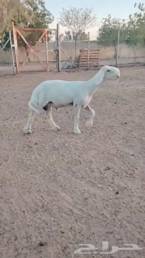 طلي نجدي ابيض 2