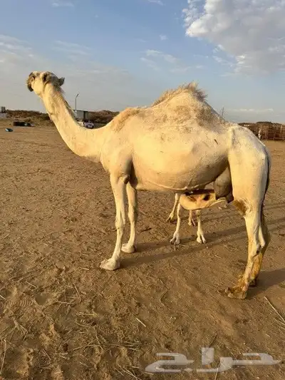 خلفه للبيع 4