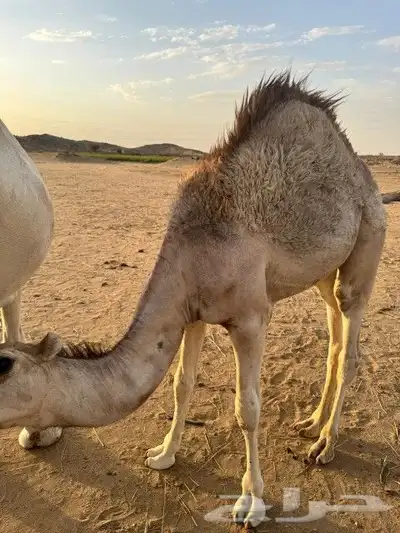 خلفه للبيع 2