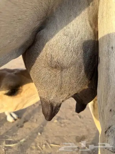 خلفه للبيع 1
