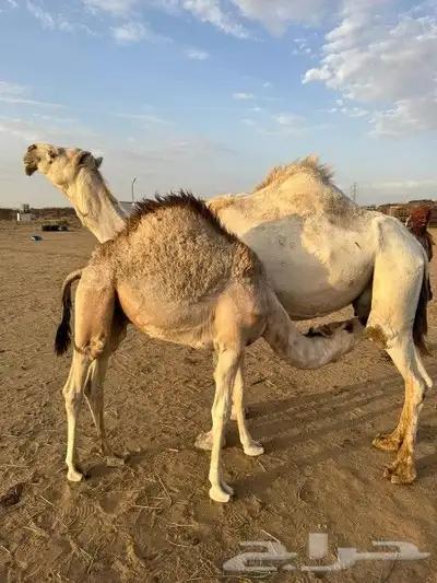 خلفه للبيع 0