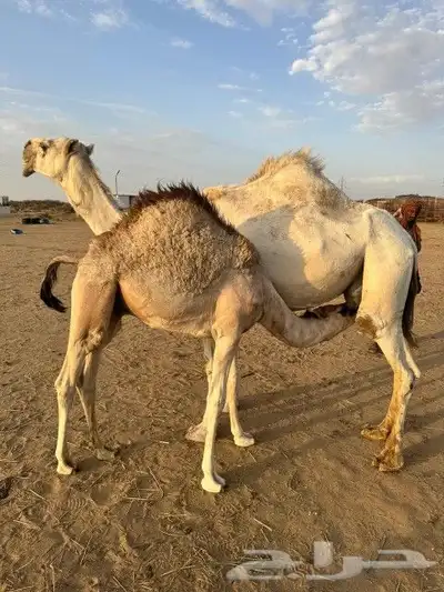 خلفه للبيع 3