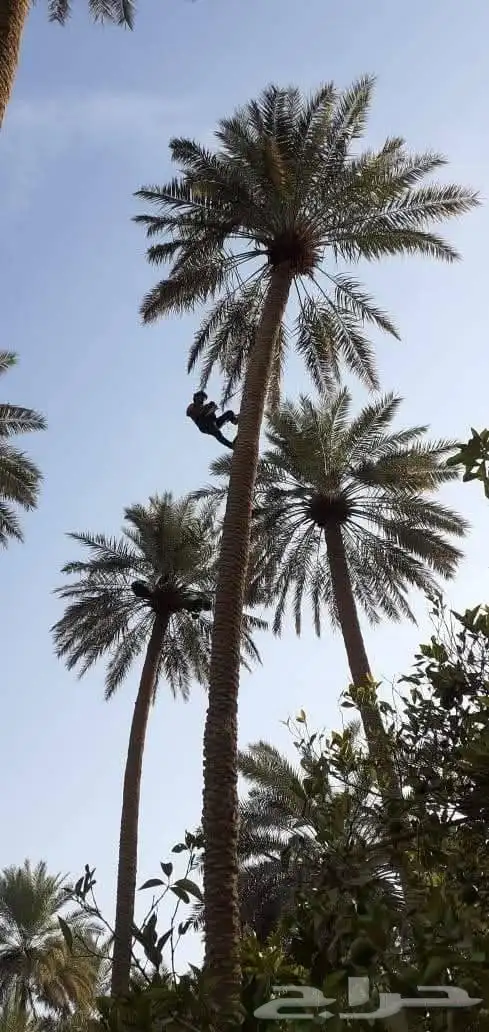 لجميع أعمال النخيل والواشنطني كما يوجد خرافين ذوخبره 4