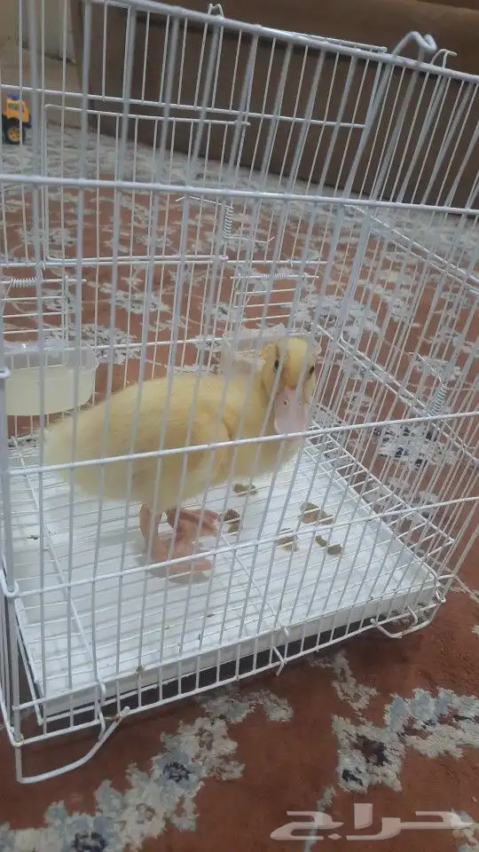 للبيع بطه بقفصها 1