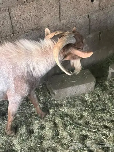 تيس 4